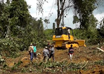 Community Forest Cleared For Palm Oil Plantation Indonesia C Eia