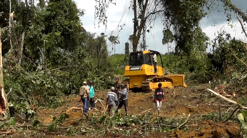 Community Forest Cleared For Palm Oil Plantation Indonesia C Eia